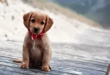 animals dogs 1600x900 wallpaper Art HD Wallpaper